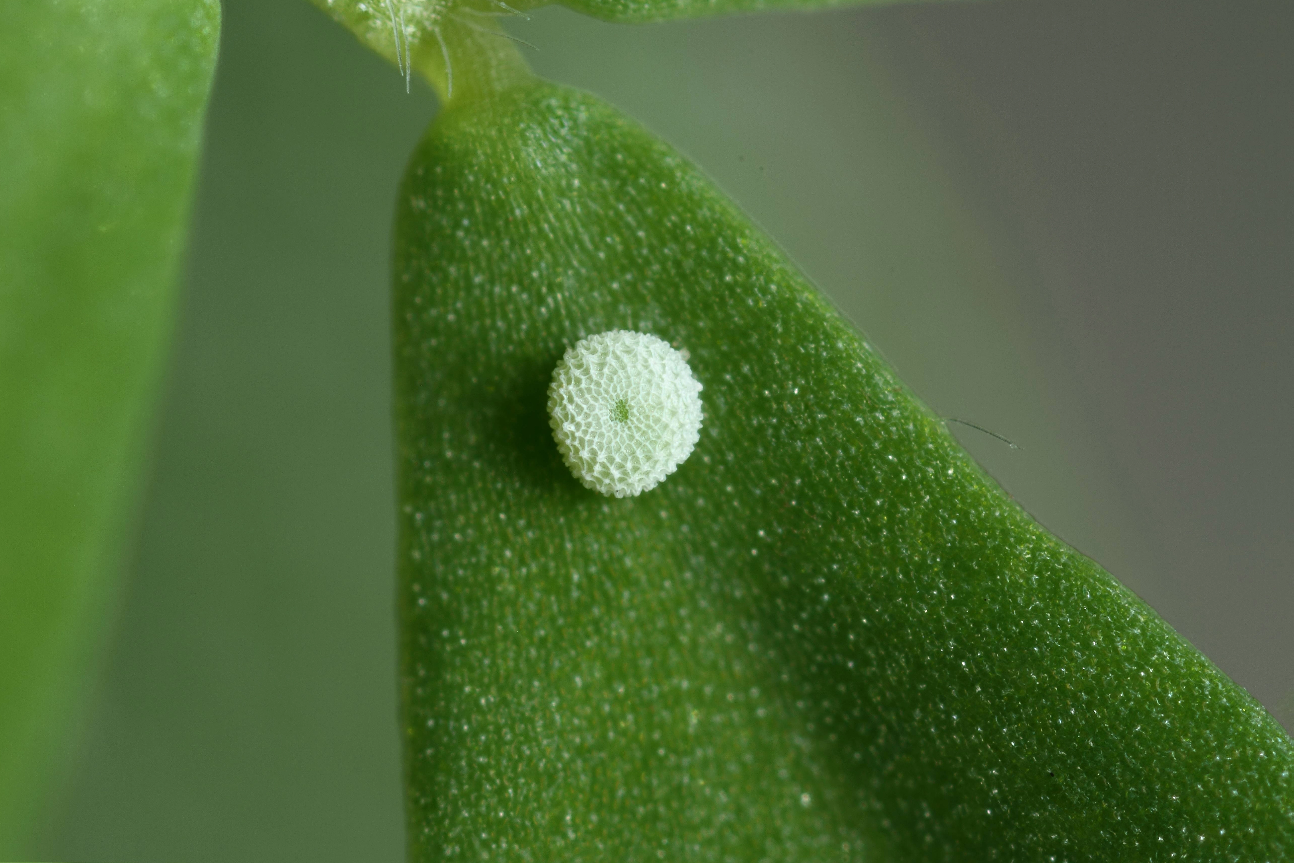 2014 09 14 Picarus ei icarusbl1 2.jpg